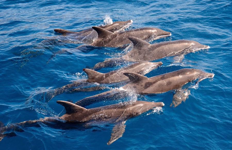 Excursión Delfines